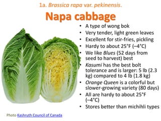 1a. Brassica rapa var. pekinensis.
Napa cabbage
Photo Kashruth Council of Canada
• A type of wong bok
• Very tender, light green leaves
• Excellent for stir-fries, pickling
• Hardy to about 25°F (–4°C)
• We like Blues (52 days from
seed to harvest) best
• Kasumi has the best bolt
tolerance and is larger: 5 lb (2.3
kg) compared to 4 lb (1.8 kg)
• Orange Queen is a colorful but
slower-growing variety (80 days)
• All are hardy to about 25°F
(–4°C)
• Stores better than michihli types
 