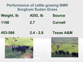 Performance of cattle grazing BMR
Sorghum Sudan Grass
Weight, lb

ADG, lb

Source

1156

2.7

Cornell

453-566

2.4 - 2.8

Texas A&M

 