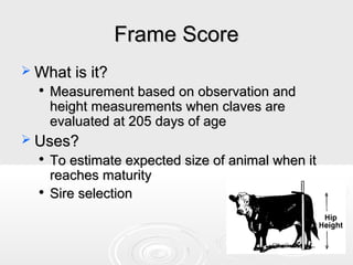 Frame Score
 What is it?


Measurement based on observation and
height measurements when claves are
evaluated at 205 days of age

 Uses?




To estimate expected size of animal when it
reaches maturity
Sire selection

 