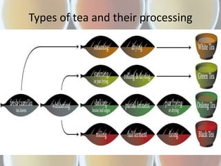 Types of tea and their processing
 
