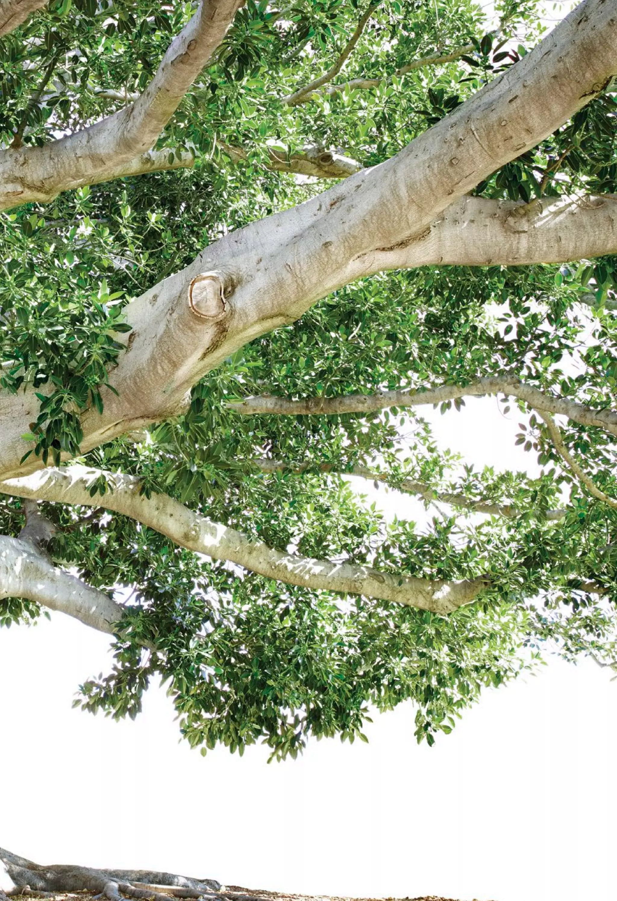 Arbonne Product Catalogue PDF