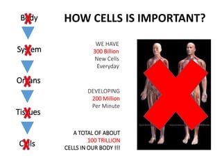 HOW CELLS IS IMPORTANT? 
WE HAVE 
300 Billion 
New Cells 
Everyday 
DEVELOPING 
200 Million 
Per Minute 
A TOTAL OF ABOUT 
100 TRILLION 
CELLS IN OUR BODY !!! 
Body 
System 
Organs 
Tissues 
Cells 
 