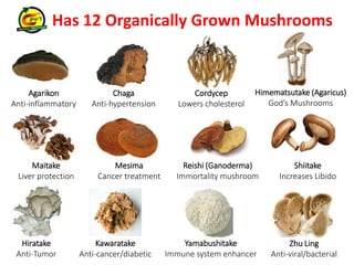 Has 12 Organically Grown Mushrooms 
Hiratake 
Anti-Tumor 
Kawaratake 
Anti-cancer/diabetic 
Yamabushitake 
Himematsutake (Agaricus) 
Immune system enhancer 
God’s Mushrooms 
Zhu Ling 
Anti-viral/bacterial 
Maitake 
Liver protection 
Mesima 
Cancer treatment 
Reishi (Ganoderma) 
Immortality mushroom 
Shiitake 
Increases Libido 
Agarikon 
Anti-inflammatory 
Chaga 
Anti-hypertension 
Cordycep 
Lowers cholesterol 
 