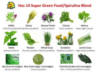 Has 14 Super Green Food/Spirulina Blend 
Spirulina (microalgae) 
Cancer problem 
Blue Green Algae (microalgae) 
Cancer problem 
Chlorella (broken-cell microalgae) 
Rich in Chlorophyll/Anti-cancer 
Nettle 
Kidney problem 
Plantain 
Diuretic problem 
Wheat Grass 
Mental problem 
Dandelion 
Diabetes problem 
Lemon Grass 
High-blood problem 
Alfalfa 
Arthritis problem 
Barley 
Cholesterol problem 
Blessed Thistle 
Liver problem 
Cilantro 
Ulcer problem 
Melissa 
Helps fight cancer 
 