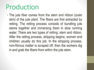 Production
• The jute fiber comes from the stem and ribbon (outer
skin) of the jute plant. The fibers are first extracted by
retting. The retting process consists of bundling jute
stems together and immersing them in slow running
water. There are two types of retting: stem and ribbon.
After the retting process, stripping begins; women and
children usually do this job. In the stripping process,
non-fibrous matter is scraped off, then the workers dig
in and grab the fibers from within the jute stem.
 