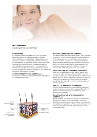 Η ΕΠΙΔΕΡΜΙΔΑ
Χαρακτηριστικά και απαιτήσεις
ΠΛΗΡΟΦΟΡΙΕΣ
Η επιδερμίδα καλύπτει μια επιφάνεια 1,5-2 m2
, ενώ είναι το
μεγαλύτερο όργανο του ανθρώπινου σώματος. Είναι ένα
αισθητήριο όργανο, το οποίο ρυθμίζει τη θερμοκρασία και την
υγρασία του σώματος, λειτουργεί σαν προστατευτικό στρώμα
και αντικατοπτρίζει την ψυχολογική διάθεση. Τα δισεκατομμύρια
δερματικά κύτταρα προστατεύουν το ανθρώπινο σώμα από
τους παθογόνους μικροοργανισμούς, την ακτινοβολία UV, τη
θερμότητα, την αφυδάτωση και το κρύο. Αναρίθμητα νευρικά
κύτταρα συντελούν στη λειτουργία της αφής και στην αίσθηση της
θερμότητας, του κρύου και του πόνου.
ΔΟΜΗ ΚΑΙ ΛΕΙΤΟΥΡΓΙΑ ΤΗΣ ΕΠΙΔΕΡΜΙΔΑΣ
Η επιδερμίδα αποτελείται από τρεις στιβάδες: την επιδερμίδα, το
χόριο και τον υποδόριο ιστό.
ΒΛΑΒΕΡΕΣ ΕΠΙΔΡΑΣΕΙΣ ΣΤΗΝ ΕΠΙΔΕΡΜΙΔΑ
Το κάπνισμα βλάπτει σημαντικά την επιδερμίδα, καθώς η νικοτίνη
επιταχύνει τη γήρανσή της και επηρεάζει αρνητικά την όψη της.
Το κάπνισμα μπορεί επίσης να προκαλέσει ακμή, όπως και το
πρόχειρο φαγητό, η σοκολάτα και η κατανάλωση αλκοόλ. Η
υπεριώδης ηλιακή ακτινοβολία μπορεί να προκαλέσει πρόωρες
ρυτίδες και κηλίδες στην επιδερμίδα. Άλλοι παράγοντες που
μπορούν να επιφέρουν αρνητικές επιδράσεις στην όψη της
επιδερμίδας είναι η έλλειψη ύπνου και το μόνιμο στρες.
ΧΑΡΑΚΤΗΡΙΣΤΙΚΑ ΤΗΣ ΚΑΝΟΝΙΚΗΣ ΕΠΙΔΕΡΜΙΔΑΣ
Η κανονική επιδερμίδα έχει συνήθως μικρούς πόρους, καλή
αιμάτωση και ρόδινη απόχρωση. Περιέχει επαρκή ποσότητα
λίπους και υγρασίας, ενώ η λειτουργία του όξινου προστατευτικού
μανδύα είναι καλή. Ιδανικά, η κανονική επιδερμίδα παρουσιάζει
ισορροπία στην παραγωγή σμήγματος, με λεία και ελαφρώς
λαμπερή όψη. Δεν εμφανίζει συνήθως κοκκινίλες, σπυράκια ή
σημεία με ξηρότητα.
ΑΝΑΓΚΕΣ ΤΗΣ ΚΑΝΟΝΙΚΗΣ ΕΠΙΔΕΡΜΙΔΑΣ
Η ποσότητα λίπους και υγρασίας της επιδερμίδας, καθώς και η
παραγωγή σμήγματος παρουσιάζουν ισορροπία. Τα κατάλληλα
προϊόντα περιποίησης φροντίζουν ώστε η επιδερμίδα να
παραμένει λεία και απαλή.
ΧΑΡΑΚΤΗΡΙΣΤΙΚΑ ΤΗΣ ΛΙΠΑΡΗΣ ΚΑΙ ΜΙΚΤΗΣ
ΕΠΙΔΕΡΜΙΔΑΣ
Η ζώνη Τ (μέτωπο, μύτη, πηγούνι) εμφανίζει συχνά λιπαρότητα,
διεσταλμένους πόρους και τάση για ατέλειες. Τα μάγουλα
εμφανίζουν συνήθως μικρούς πόρους, σχετικά ξηρή επιδερμίδα
και μικρότερη τάση για ατέλειες. Η λιπαρή-μικτή επιδερμίδα έχει
συχνά ανομοιόμορφη δομή, αλλά παρουσιάζει λίγες λεπτές
γραμμές και ρυτίδες.
επιδερμίδα
(επιφανειακή κεράτινη
στιβάδα)
ιδρωτοποιοί αδένες
σμηγματογόνοι
αδένες
αιμοφόρα αγγεία
θύλακας τρίχας
δερμίδα
(χόριο)
υποδόριος ιστός
(κατώτερη στιβάδα με
λιποκύτταρα)
 