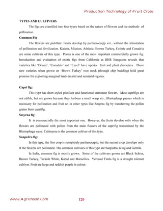 TYPES AND CULTIVERS
The figs are classified into four types based on the nature of flowers and the methods of
pollination.
Common Fig
The flowers are pistillate, Fruits develop by parthenocarpy viz., without the stimulation
of pollination and fertilization. Kadota, Mission, Adriatic, Brown Turkey, Celeste and Conadria
are some cultivars of this type. Poona is one of the most important commercially grown fig.
Introduction and evaluation of exotic figs from California at IIHR Bangalore reveals that
varieties like ‘Deann’, ‘Conadria’ and ‘Excel’ have uperior fruit and plant characters. These
new varieties when grown on ‘Brown Turkey’ root stock (through chip budding) hold great
promise for exploiting marginal lands in arid and semiarid regions.
Capri fig:
This type has short styled pistillate and functional staminate flowers. Most caprifigs are
not edible, but are grown because they harbour a small wasp viz., Blastophaqa psenes which is
necessary for pollination and fruit set in other types like Smyrna fig by transferring the pollen
grains from caprifig.
Smyrna fig:
It is commercially the most important one. However, the fruits develop only when the
flowers are pollinated with pollen from the male flowers of the caprifig transmitted by the
Blastophaga wasp. Calimyrna is the common cultivar of this type.
Sanpedro fig:
In this type, the first crop is completely parthenocrpic, but the second crop develops only
if the flowers are pollinated. The common cultivars of this type are Sanpedro, King and Gentile.
In India, common fig is mostly grown. Some of the cultivars grown are Black Itchier,
Brown Turkey, Turkish White, Kabul and Marseilles. Yercaud Timla fig is a drought tolerant
cultivar. Fruit are large and reddish purple in colour.
120
Production Technology of Fruit Crops
www.Agrimoon.Com
 