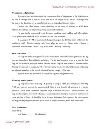 Propagation and plantings
Rooting of hard wood cuttings is the common method of propoagtion in fig. Rooting was
the best in cuttings from 3 year old wood with 30-40 cm length and 1.5 cm dia. Cuttings from
the base of the shoot and lower part of crown have to be used as they root better.
Cuttings are taken during January-February at the time of pruning in North India
whereas, the cuttings are taken during rainy season in South India.
Fig can also be propagated by air layering, shield or patch budding and side grafting.
Focus glomeration rootstock offers resistance to root knot nematode.
A spacing of 5-7 M is recommended depending upon the fertility status of the soil for
maximum yield. Planting season varies from place to place viz., South India – August –
September, Western India – June – July, North India – January – February.
After cultivation
To keep the trees more productive and to facilitate inter cultivation operations, the fig
trees are trained to a desired height and shape. The fig tree bears tow crops in a year, the first
crop on the wood of previous season and the second crop on new wood of current season.
Pruning is necessary to induce growth of flower bearing wood. The time and amount of pruning
are adjusted according to the growth habit and bearing capacity of the tree.
Notchin stimulates production of laterals on vigorous upright branches.
Manuring and irrigation
Fig responds well to manuring. A quantity of 20kg of FYM, 500-600g N and 350-400g
P2 O5 per year per tree can be recommended. Since it is a drought tolerant crop is is mostly
grown as rainfed crop. However, irrigation helps to increase the yield. During summer, the
crop can be irrigated once in 10-12 days. Frequent irrigation leding to excess soil moisture will
cause splitting of fruits. It should be borne in mind that during fruit ripening, the plants should
not be given any irrigation because it will result in insipid fruits viz., fruits with bland taste.
Plant protections:
Insect pests:
Leaf feeders : Glyphodes sp
121
Production Technology of Fruit Crops
www.Agrimoon.Com
 