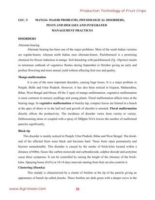 LEC. 5 MANGO- MAJOR PROBLEMS, PHYSIOLOGICAL DISORDERS,
PESTS AND DISEASES AND INTEGRATED
MANAGEMENT PRACTICES
DISORDERS
Alternate bearing
Alternate bearing has been one of the major problems. Most of the south Indian varieties
are regular-bearer, whereas north Indian ones alternate-bearer. Paclobutrazol is a promising
chemical for flower induction in mango. Soil drenching with paclobutrazol (5g -10g/tree) results
in minimum outbreak of vegetative flushes during September to October giving an early and
profuse flowering and more annual yield without affecting fruit size and quality.
Mango malformation
It is one of the most important disorders, causing huge losses. It is a major problem in
Punjab, Delhi and Uttar Pradesh. However, it has also been noticed in Gujarat, Maharashtra,
Bihar, West Bengal and Orissa. Of the 2 types of mango malformation, vegetative malformation
is more common in nursery seedlings and young plants. Floral malformation affects trees at the
bearing stage. In vegetative malformation or bunchy top, compact leaves are formed in a bunch
at the apex of shoot or in the leaf axil and growth of shootlet is arrested. Floral malformation
directly affects the productivity. The incidence of disorder varies from variety to variety.
Deblossoming alone or coupled with a spray of 200ppm NAA lowers the number of malformed
panicles significantly.
Black tip
This disorder is mainly noticed in Punjab, Uttar Pradesh, Bihar and West Bengal. The distal-
end of the affected fruits turns black and becomes hard. These fruits ripen prematurely and
become unmarketable. This disorder is caused by the smoke of brick-kilns located within a
distance of 600m. Gases like carbon monoxide and carbondioxide, sulphur dioxide and acetylene
cause these symptoms. It can be controlled by raising the height of the chimney of the brick-
kilns. Spraying borax (0.6%) at 10-14 days intervals starting from fruit set also controls it.
Clustering (Jhumka)
This malady is characterized by a cluster of fruitlets at the tip of the panicle giving an
appearance of bunch tip called jhumka. These fruitlets are dark green with a deeper curve in the
28
Production Technology of Fruit Crops
www.Agrimoon.Com
 