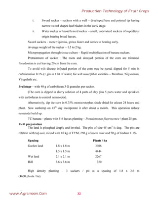 i. Sword sucker – suckers with a well – developed base and pointed tip having
narrow sword shaped leaf bladers in the early stage.
ii. Water sucker or broad leaved sucker – small, undersized suckers of superficial
origin bearing broad leaves.
Sword suckers – more vigorous, grows faster and comes to bearing early.
Average weight of the sucker – 1.5 to 2 kg.
Micropropagation through tissue culture – Rapid multiplication of banana suckers.
Pretreatment of sucker : The roots and decayed portion of the corn are trimmed.
Pseudostem is cut leaving 20 cm from the corn.
To avoid wilt disease infected portion of the corn may be pared, dipped for 5 min in
carbendazion 0.1% (1 gm in 1 lit of water) for wilt susceptible varieties – Monthan, Neyvannan,
Virupahshi etc.
Pralinage – with 40 g of carbofuran 3 G granules per sucker.
(The corn is dipped in slurry solution of 4 parts of clay plus 5 parts water and sprinkled
with carbofuran to control nematodes).
Alternatively, dip the corn in 0.75% monocrotophas shade dried for atleast 24 hours and
plant. Sow sunhemp on 45th
day incorporate it after about a month. This operation reduce
nematode build up.
TC banana – plants with 5-6 leaves planting – Pseudomonas fluorescence / plant 25 gm.
Field preparation
The land is ploughed deeply and leveled. The pits of size 45 cm3
is dug. The pits are
refilled with top soil, mixed with 10 kg of FYM, 250 g of neem cake and 50 g of lindane 1.3%.
Spacing Plants / ha
Garden land 1.8 x 1.8 m 3086
1.5 x 1.5 m 4444
Wet land 2.1 x 2.1 m 2267
Hill 3.6 x 3.6 m 750
High density planting – 3 suckers / pit at a spacing of 1.8 x 3.6 m
(4600 plants / ha).
32
Production Technology of Fruit Crops
www.Agrimoon.Com
 
