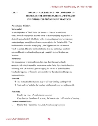 LEC. 7 BANANA – MAJOR PRODUCTION CONSTRAINTS –
PHYSIOLOGICAL DISORDERS, PESTS AND DISEASES
AND INTEGRATED MANAGEMENT PRACTICES
Physiological disorders
Kottavazhai
In certain pockets of Tamil Nadu, the banana cv. Poovan is manifested
with a peculiar development disorder which is characterized by the presence of
distinctly conical and ill filled fruits with a prominent central core having many
under developed non viable seedy structures rendering the fruits inedible. This
disorder can be overcome by spraying 2,4 D 20 ppm when the last hand of
bunch is opened. The same chemical at same dose and same stage results in
increased bunch weight and uniform grade especially in cvs. Nendran and
Monthan.
Hard lump
It is characterized by pinkish brown, firm pulp than the usual soft pulp
occurs in cv.Rasthali, tastes like immature or unripe fruits. Spraying the bunches
uniformly with 2,4 D at 1000 ppm or dipping the cut end of peduncle of the
bunches for a period of 5 minutes appears to favour the reduction of lumps and
improve the size.
Sunscald
 The peduncle of the bunches may be covered with flag leaf to prevent
 'main stalk rot' and also the bunches with banana leaves to avoid sunscald.
Nematode
Bunchy top virus – Pentalonia nigronervosa.
Crop duration : bunches will be ready for harvest after 12-15 months of planting.
Viral diseases of banana
1. Bunchy top – transmitted by Aphid Pentalonia nigronervosa
36
Production Technology of Fruit Crops
www.Agrimoon.Com
 