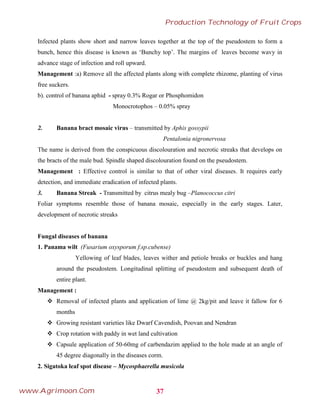 Infected plants show short and narrow leaves together at the top of the pseudostem to form a
bunch, hence this disease is known as ‘Bunchy top’. The margins of leaves become wavy in
advance stage of infection and roll upward.
Management :a) Remove all the affected plants along with complete rhizome, planting of virus
free suckers.
b). control of banana aphid - spray 0.3% Rogar or Phosphomidon
Monocrotophos – 0.05% spray
2. Banana bract mosaic virus – transmitted by Aphis gossypii
Pentalonia nigronervosa
The name is derived from the conspicuous discolouration and necrotic streaks that develops on
the bracts of the male bud. Spindle shaped discolouration found on the pseudostem.
Management : Effective control is similar to that of other viral diseases. It requires early
detection, and immediate eradication of infected plants.
3. Banana Streak - Transmitted by citrus mealy bug –Planococcus citri
Foliar symptoms resemble those of banana mosaic, especially in the early stages. Later,
development of necrotic streaks
Fungal diseases of banana
1. Panama wilt (Fusarium oxysporum f.sp.cubense)
Yellowing of leaf blades, leaves wither and petiole breaks or buckles and hang
around the pseudostem. Longitudinal splitting of pseudostem and subsequent death of
entire plant.
Management :
 Removal of infected plants and application of lime @ 2kg/pit and leave it fallow for 6
months
 Growing resistant varieties like Dwarf Cavendish, Poovan and Nendran
 Crop rotation with paddy in wet land cultivation
 Capsule application of 50-60mg of carbendazim applied to the hole made at an angle of
45 degree diagonally in the diseases corm.
2. Sigatoka leaf spot disease – Mycosphaerella musicola
37
Production Technology of Fruit Crops
www.Agrimoon.Com
 