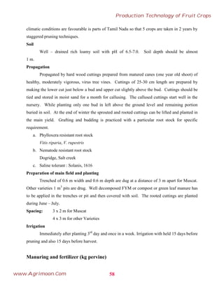 climatic conditions are favourable is parts of Tamil Nadu so that 5 crops are taken in 2 years by
staggered pruning techniques.
Soil
Well – drained rich loamy soil with pH of 6.5-7.0. Soil depth should be almost
1 m.
Propagation
Propagated by hard wood cuttings prepared from matured canes (one year old shoot) of
healthy, moderately vigorous, virus tree vines. Cuttings of 25-30 cm length are prepared by
making the lower cut just below a bud and upper cut slightly above the bud. Cuttings should be
tied and stored in moist sand for a month for callusing. The callused cuttings start well in the
nursery. While planting only one bud in left above the ground level and remaining portion
buried in soil. At the end of winter the sprouted and rooted cuttings can be lifted and planted in
the main yield. Grafting and budding is practiced with a particular root stock for specific
requirement.
a. Phylloxera resistant root stock
Vitis riparia, V. rupestris
b. Nematode resistant root stock
Dogridge, Salt creek
c. Saline tolerant : Solanis, 1616
Preparation of main field and planting
Trenched of 0.6 m width and 0.6 m depth are dug at a distance of 3 m apart for Muscat.
Other varieties 1 m3
pits are drug. Well decomposed FYM or compost or green leaf manure has
to be applied in the trenches or pit and then covered with soil. The rooted cuttings are planted
during June – July.
Spacing: 3 x 2 m for Muscat
4 x 3 m for other Varieties
Irrigation
Immediately after planting 3rd
day and once in a week. Irrigation with held 15 days before
pruning and also 15 days before harvest.
Manuring and fertilizer (kg pervine)
58
Production Technology of Fruit Crops
www.Agrimoon.Com
 