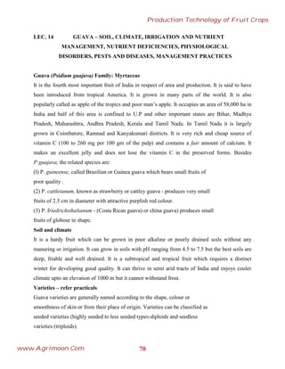 LEC. 14 GUAVA – SOIL, CLIMATE, IRRIGATION AND NUTRIENT
MANAGEMENT, NUTRIENT DEFICIENCIES, PHYSIOLOGICAL
DISORDERS, PESTS AND DISEASES, MANAGEMENT PRACTICES
Guava (Psidium guajava) Family: Myrtaceae
It is the fourth most important fruit of India in respect of area and production. It is said to have
been introduced from tropical America. It is grown in many parts of the world. It is also
popularly called as apple of the tropics and poor man’s apple. It occupies an area of 58,000 ha in
India and half of this area is confined to U.P and other important states are Bihar, Madhya
Pradesh, Maharashtra, Andhra Pradesh, Kerala and Tamil Nadu. In Tamil Nadu it is largely
grown in Coimbatore, Ramnad and Kanyakumari districts. It is very rich and cheap source of
vitamin C (100 to 260 mg per 100 gm of the pulp) and contains a fair amount of calcium. It
makes an excellent jelly and does not lose the vitamin C in the preserved forms. Besides
P:guajava, the related species are:
(l) P. guineense, called Brazilian or Guinea guava which bears small fruits of
poor quality .
(2) P. cattleianum, known as strawberry or cattley guava - produces very small
fruits of 2.5 cm in diameter with attractive purplish red colour.
(3) P. friedrichsthalianum - (Costa Rican guava) or china guava) produces small
fruits of globose in shape.
Soil and climate
It is a hardy fruit which can be grown in poor alkaline or poorly drained soils without any
manuring or irrigation. It can grow in soils with pH ranging from 4.5 to 7.5 but the best soils are
deep, friable and well drained. It is a subtropical and tropical fruit which requires a distinct
winter for developing good quality. It can thrive in semi arid tracts of India and enjoys cooler
climate upto an elevation of 1000 m but it cannot withstand frost.
Varieties – refer practicals
Guava varieties are generally named according to the shape, colour or
smoothness of skin or from their place of origin. Varieties can be classified as
seeded varieties (highly seeded to less seeded types-diploids and seedless
varieties (triploids).
70
Production Technology of Fruit Crops
www.Agrimoon.Com
 