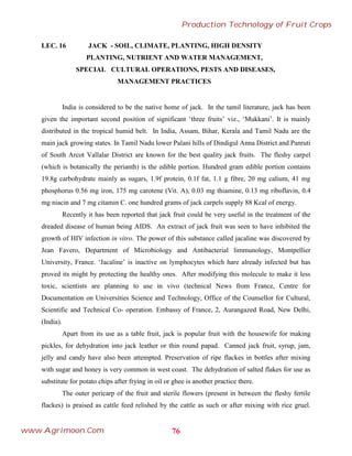 LEC. 16 JACK - SOIL, CLIMATE, PLANTING, HIGH DENSITY
PLANTING, NUTRIENT AND WATER MANAGEMENT,
SPECIAL CULTURAL OPERATIONS, PESTS AND DISEASES,
MANAGEMENT PRACTICES
India is considered to be the native home of jack. In the tamil literature, jack has been
given the important second position of significant ‘three fruits’ viz., ‘Mukkani’. It is mainly
distributed in the tropical humid belt. In India, Assam, Bihar, Kerala and Tamil Nadu are the
main jack growing states. In Tamil Nadu lower Palani hills of Dindigul Anna District and Panruti
of South Arcot Vallalar District are known for the best quality jack fruits. The fleshy carpel
(which is botanically the perianth) is the edible portion. Hundred gram edible portion contains
19.8g carbohydrate mainly as sugars, 1.9f protein, 0.1f fat, 1.1 g fibre, 20 mg calium, 41 mg
phosphorus 0.56 mg iron, 175 mg carotene (Vit. A), 0.03 mg thiamine, 0.13 mg riboflavin, 0.4
mg niacin and 7 mg citamin C. one hundred grams of jack carpels supply 88 Kcal of energy.
Recently it has been reported that jack fruit could be very useful in the treatment of the
dreaded disease of human being AIDS. An extract of jack fruit was seen to have inhibited the
growth of HIV infection in vitro. The power of this substance called jacaline was discovered by
Jean Favero, Department of Microbiology and Antibacterial limmunology, Montpellier
University, France. ‘Jacaline’ is inactive on lymphocytes which hare already infected but has
proved its might by protecting the healthy ones. After modifying this molecule to make it less
toxic, scientists are planning to use in vivo (technical News from France, Centre for
Documentation on Universities Science and Technology, Office of the Counsellor for Cultural,
Scientific and Technical Co- operation. Embassy of France, 2, Aurangazed Road, New Delhi,
(India).
Apart from its use as a table fruit, jack is popular fruit with the housewife for making
pickles, for dehydration into jack leather or thin round papad. Canned jack fruit, syrup, jam,
jelly and candy have also been attempted. Preservation of ripe flackes in bottles after mixing
with sugar and honey is very common in west coast. The dehydration of salted flakes for use as
substitute for potato chips after frying in oil or ghee is another practice there.
The outer pericarp of the fruit and sterile flowers (present in between the fleshy fertile
flackes) is praised as cattle feed relished by the cattle as such or after mixing with rice gruel.
76
Production Technology of Fruit Crops
www.Agrimoon.Com
 