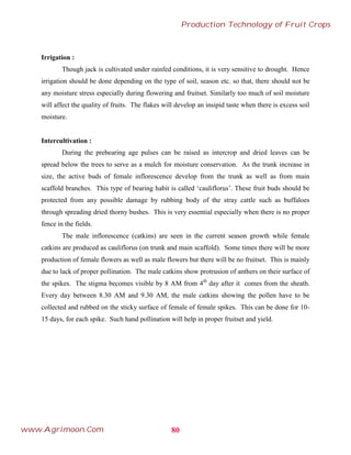 Irrigation :
Though jack is cultivated under rainfed conditions, it is very sensitive to drought. Hence
irrigation should be done depending on the type of soil, season etc. so that, there should not be
any moisture stress especially during flowering and fruitset. Similarly too much of soil moisture
will affect the quality of fruits. The flakes will develop an insipid taste when there is excess soil
moisture.
Intercultivation :
During the prebearing age pulses can be raised as intercrop and dried leaves can be
spread below the trees to serve as a mulch for moisture conservation. As the trunk increase in
size, the active buds of female inflorescence develop from the trunk as well as from main
scaffold branches. This type of bearing habit is called ‘cauliflorus’. These fruit buds should be
protected from any possible damage by rubbing body of the stray cattle such as buffaloes
through spreading dried thorny bushes. This is very essential especially when there is no proper
fence in the fields.
The male inflorescence (catkins) are seen in the current season growth while female
catkins are produced as cauliflorus (on trunk and main scaffold). Some times there will be more
production of female flowers as well as male flowers but there will be no fruitset. This is mainly
due to lack of proper pollination. The male catkins show protrusion of anthers on their surface of
the spikes. The stigma becomes visible by 8 AM from 4th
day after it comes from the sheath.
Every day between 8.30 AM and 9.30 AM, the male catkins showing the pollen have to be
collected and rubbed on the sticky surface of female of female spikes. This can be done for 10-
15 days, for each spike. Such hand pollination will help in proper fruitset and yield.
80
Production Technology of Fruit Crops
www.Agrimoon.Com
 