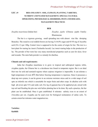 LEC .19 BER AND JAMUN - SOIL, CLIMATE, PLANTING, VARIETIES,
NUTRIENT AND WATER MANAGEMENT, SPECIAL CULTURAL
OPERATIONS, PHYSIOLOGICAL DISORDERS, PESTS AND DISEASES,
MANAGEMENT PRACTICES
BER
Zizyphus mauritiana (Indian ber) Zizyphus jujube (Chinese jujub) Family:
Rhamnaceae
The ber is a vigorous growing, small spreading tree with almost vine like drooping
Branches. The round to oval reddish brown are having 5.4-8.0% sugar and 85-95 mg of Ascorbic
acid (Vit. C) per 100g. Central Asia is supposed to be the centre of origin for ber. The tree is a
host plant for rearing lac insect (Tachardia laccad). Lac insect rearing helps in the production of
lac. The powder of ber roots has very many mewdicinal properties such as cure for ulcer, fever
and wounds. The stem bark powder is a remedy for diarrhea.
Climatic and soil requirements:
India ber Zizyphus mauritiana is to grow in tropical and subtropical regions while,
zizyphus jujube, the Chinese ber is a deciduous tree found in temperate region. Ber is an ideal
fruit tree for arid and semiarid regions where copious irrigation is impossible. It can tolerate a
high temperature of even 400
C.But below freezing temperature is injurious. Since it possesses a
deep tap root system, it can be grown in an extreme moisture stress and in a wide range of soil
upto an infertile one which is unsuitable for major fruits and other crops. In alkaline soils with
high ph (even upto 9.5) and sodic soil, five kg of gypsum has to be applied pr pit, mixed with
top soil and flooding the pits one wek before planting has to be done. By such a practice, the ber
plant can be established. Once it gets established. It tolerates salinity even to an extent of
21m.mhos per cm. Z.jujuba can be used even for biological reclamation of saline soils. To
certain extent ber tolerates water stagnation too.
Varieties:
Kaithili:
95
Production Technology of Fruit Crops
www.Agrimoon.Com
 