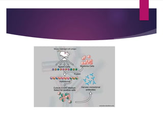 Production and applications of monoclonal antibodies | PPTX