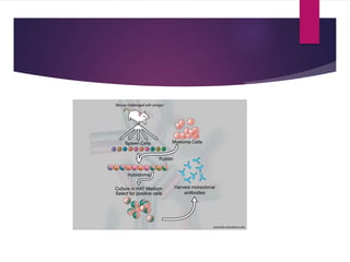 Production and applications of monoclonal antibodies