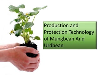 Production and
Protection Technology
of Mungbean And
Urdbean
 