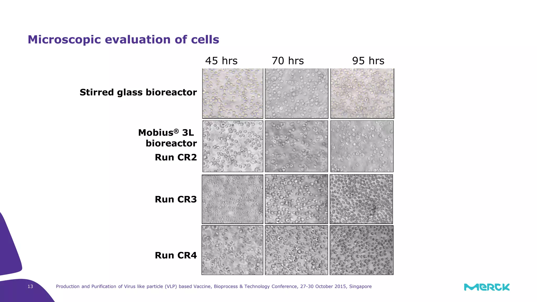 13 Production and Purification of Virus like particle (VLP) based Vaccine, Bioprocess & Technology Conference, 27-30 October 2015, Singapore
Microscopic evaluation of cells
Stirred glass bioreactor
Mobius® 3L
bioreactor
Run CR2
Run CR3
Run CR4
45 hrs 70 hrs 95 hrs
 