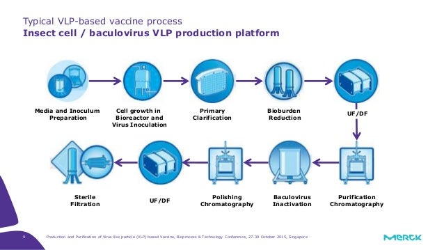 Production and Purification of Virus Like Particle (VLP) based Vaccine