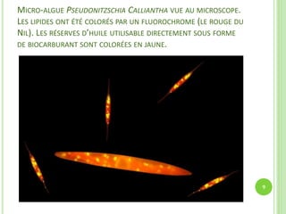 MICRO-ALGUE PSEUDONITZSCHIA CALLIANTHA VUE AU MICROSCOPE.
LES LIPIDES ONT ÉTÉ COLORÉS PAR UN FLUOROCHROME (LE ROUGE DU
NIL). LES RÉSERVES D’HUILE UTILISABLE DIRECTEMENT SOUS FORME
DE BIOCARBURANT SONT COLORÉES EN JAUNE.
9
 
