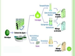 Production de biocarburant