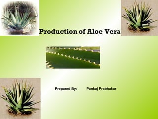 Production of Aloe Vera Prepared By: Pankaj Prabhakar 