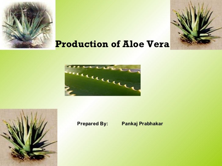 Production Of Aloe Vera