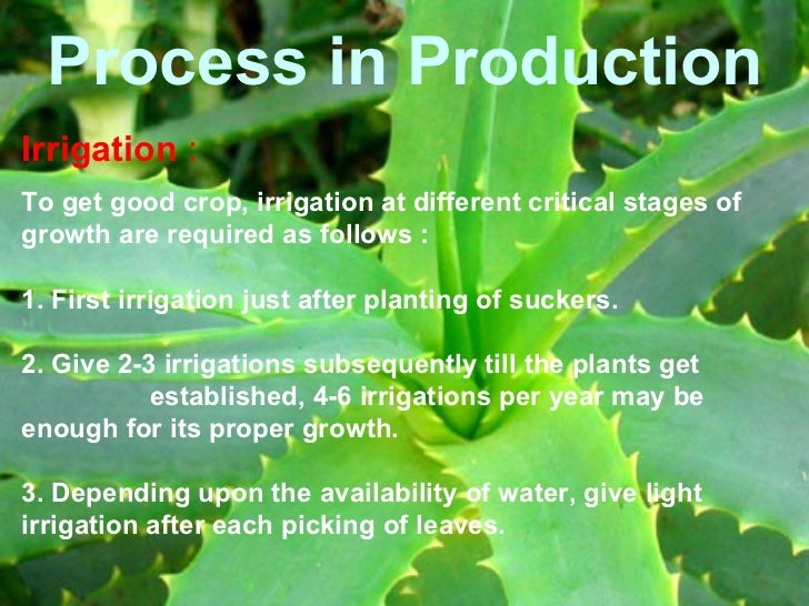 Production Of Aloe Vera