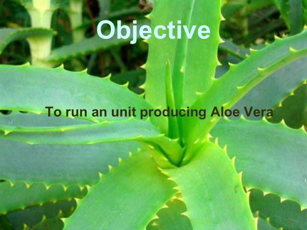 Production Of Aloe Vera