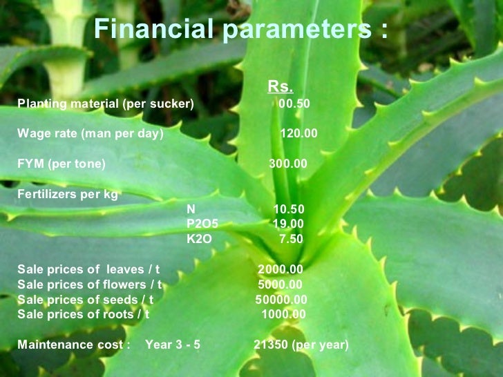 Production Of Aloe Vera