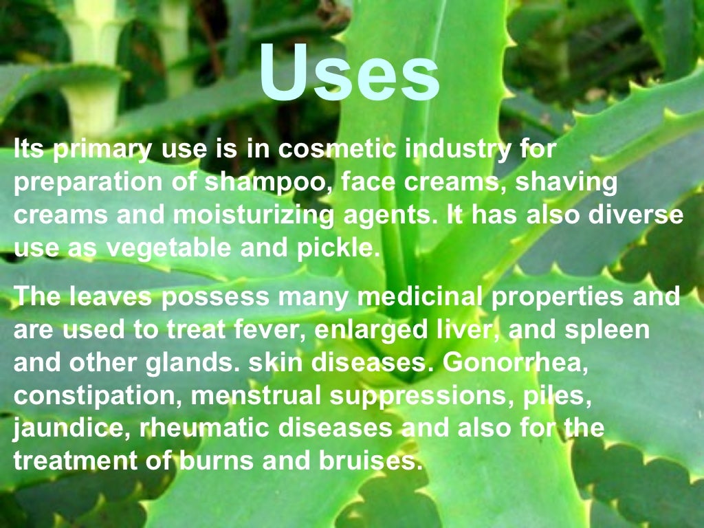 Production Of Aloe Vera