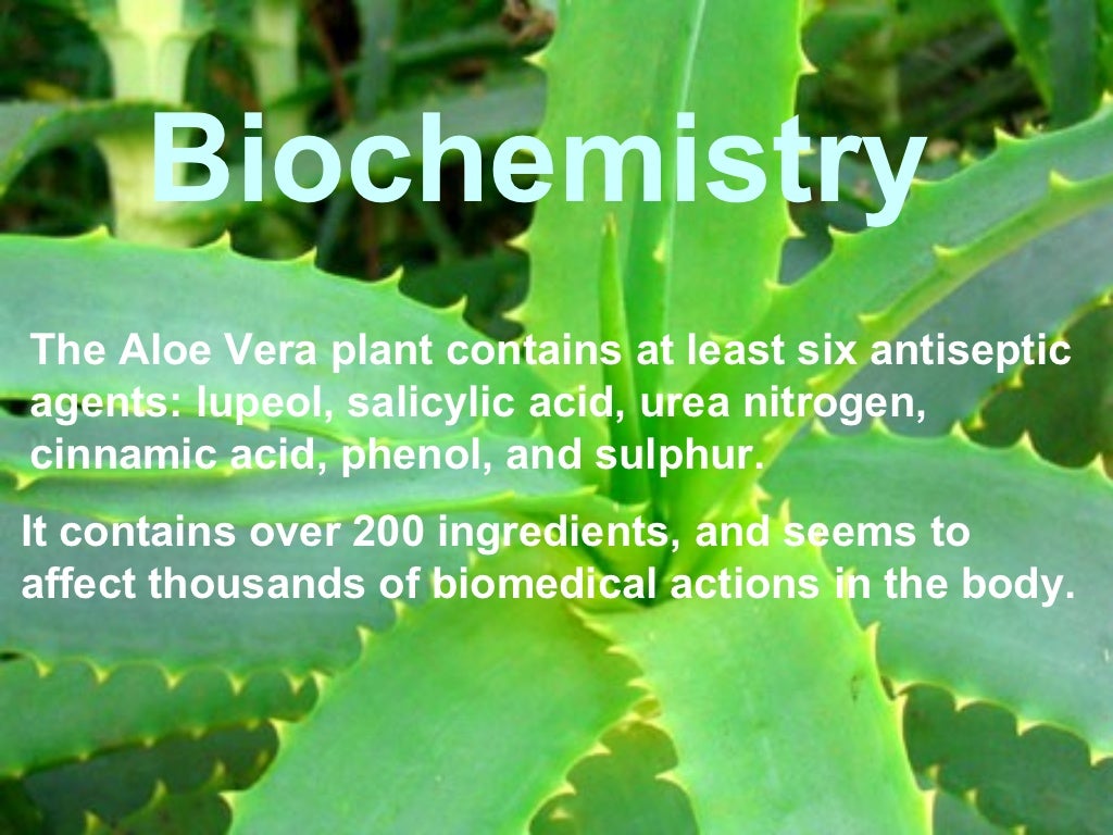 Production Of Aloe Vera