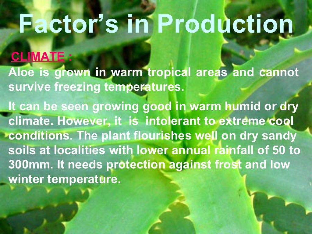 Production Of Aloe Vera
