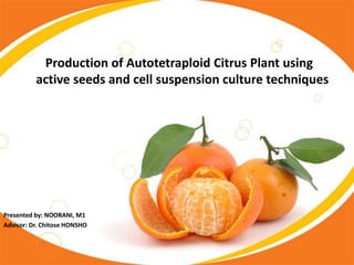 Production of Autotetraploid Citrus Plant using active seeds and cell suspension culture techniques 
Presented by: NOORANI, M1 
Advisor: Dr. Chitose HONSHO  