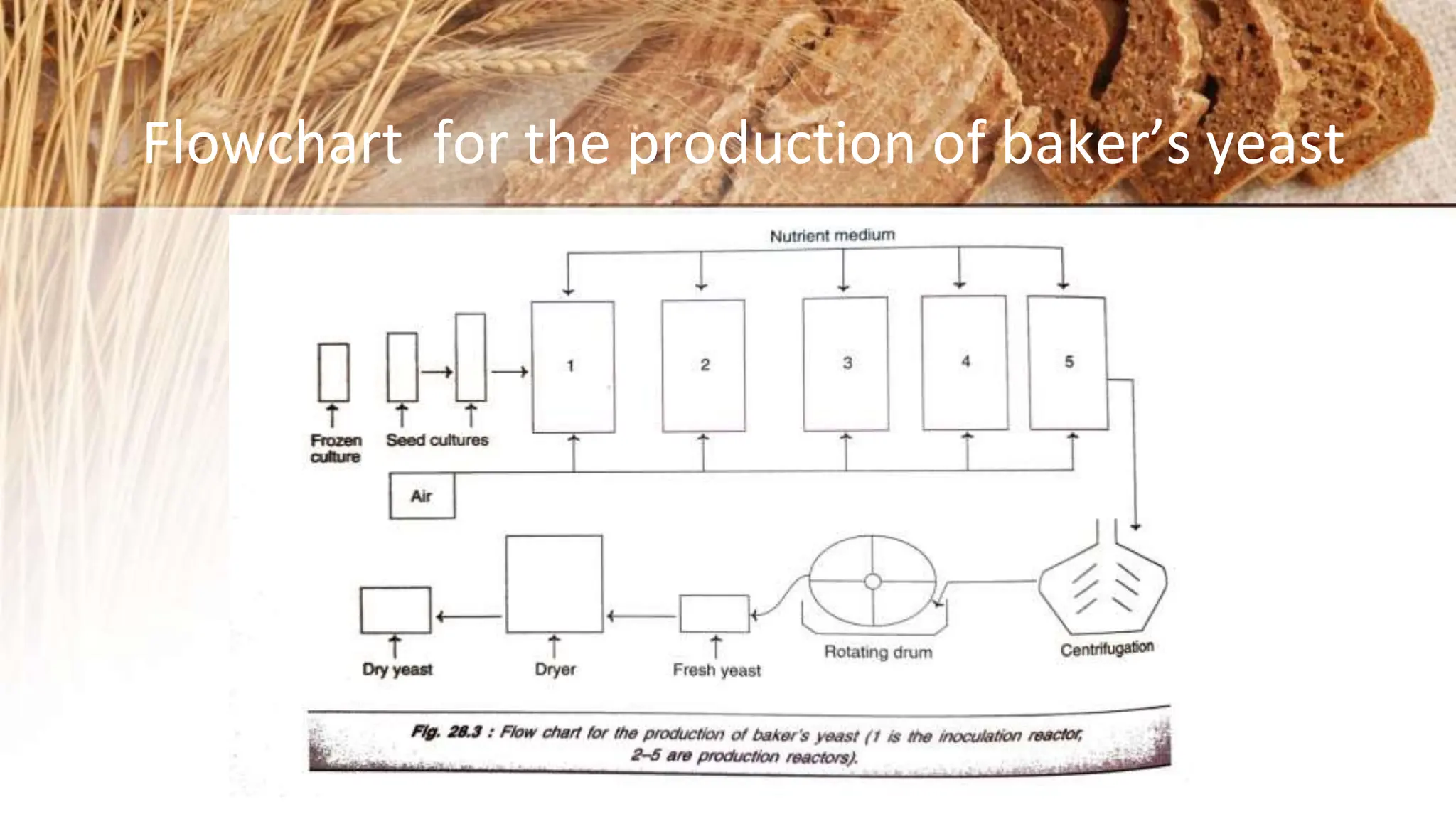 Production of Backer's yeast.pdf