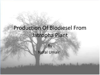 Production Of Biodiesel From
Jatropha Plant
By
Nofal Umair
 