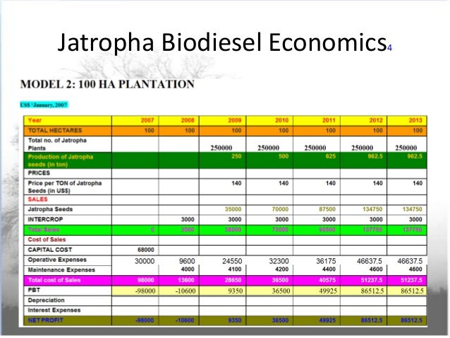 production of biodiesel from jatropha plant