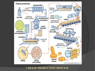 CHEESE PRODUCTION PROCESS
 
