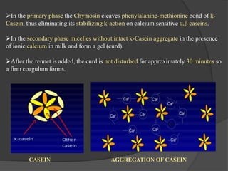 In the primary phase the Chymosin cleaves phenylalanine-methionine bond of k-
Casein, thus eliminating its stabilizing k-action on calcium sensitive α,β caseins.
In the secondary phase micelles without intact k-Casein aggregate in the presence
of ionic calcium in milk and form a gel (curd).
After the rennet is added, the curd is not disturbed for approximately 30 minutes so
a firm coagulum forms.
CASEIN AGGREGATION OF CASEIN
 
