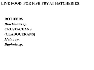 Production of live food (Aquatic micro animals)for the rearing of fish fry  at hatcheries.ppt