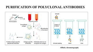 PRODUCTION OF MONOCLONAL AND POLYCLONAL ANTIBODIES PRESENTED BY SANJAY ...