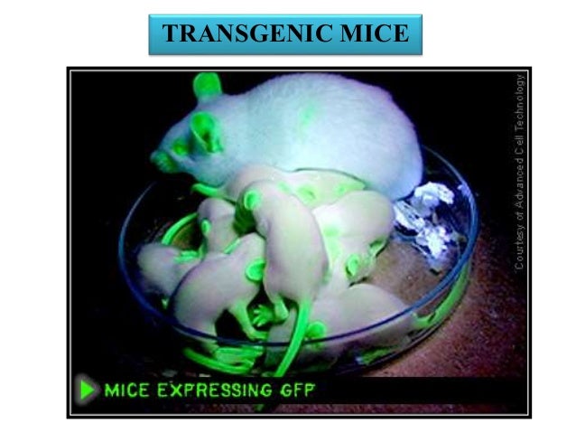 Production Of Transgenic Organism