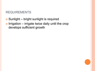 REQUIREMENTS
 Sunlight – bright sunlight is required
 Irrigation – irrigate twice daily until the crop
develops sufficient growth
 