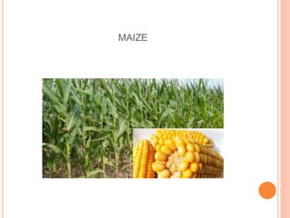 MAIZE
 