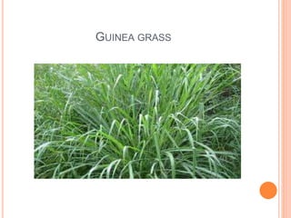 GUINEA GRASS
 