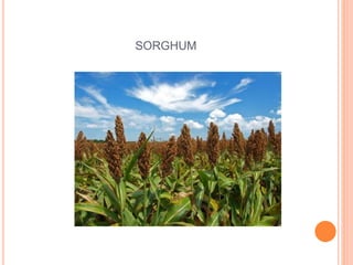SORGHUM
 