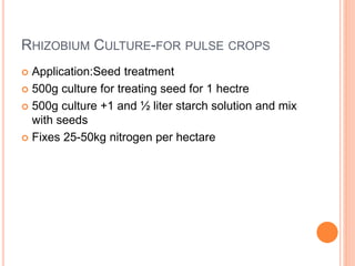 RHIZOBIUM CULTURE-FOR PULSE CROPS
 Application:Seed treatment
 500g culture for treating seed for 1 hectre
 500g culture +1 and ½ liter starch solution and mix
with seeds
 Fixes 25-50kg nitrogen per hectare
 